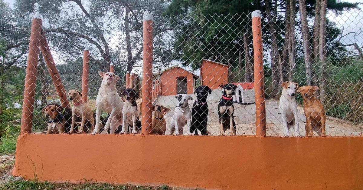 Albergue De Perros En Los Olivos