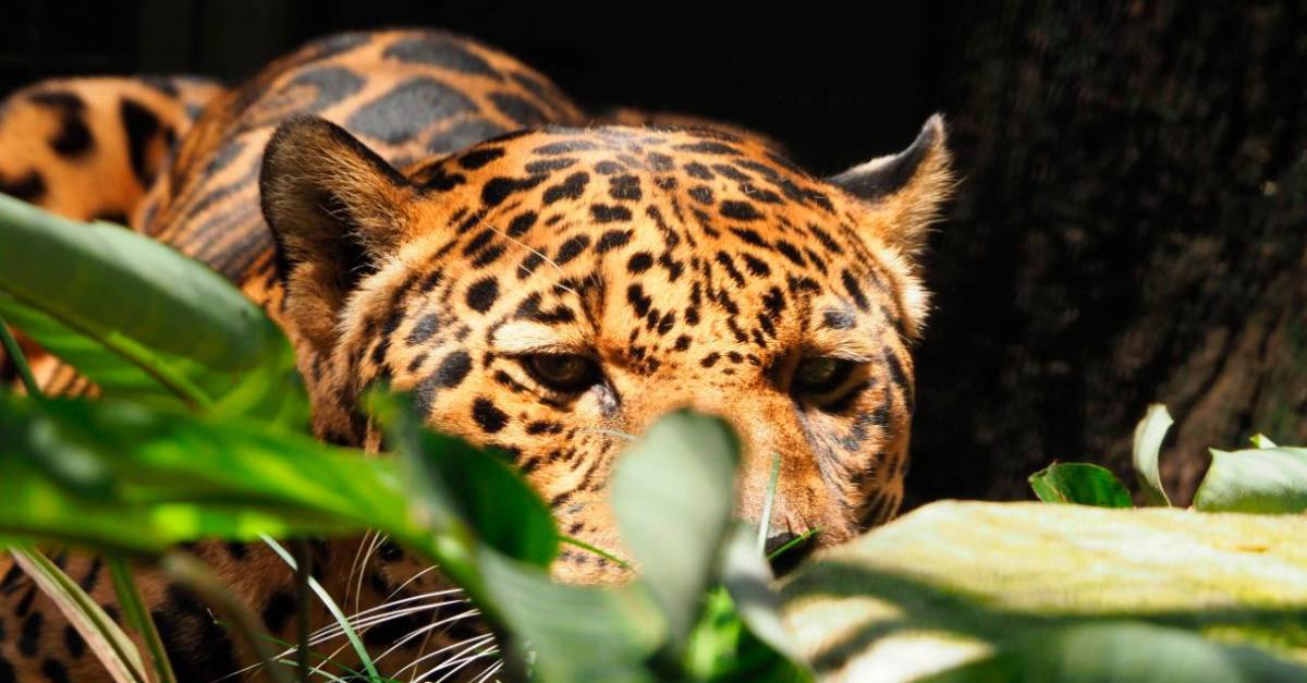 Jaguares del zoológico de Medellín tienen hábitat nuevo