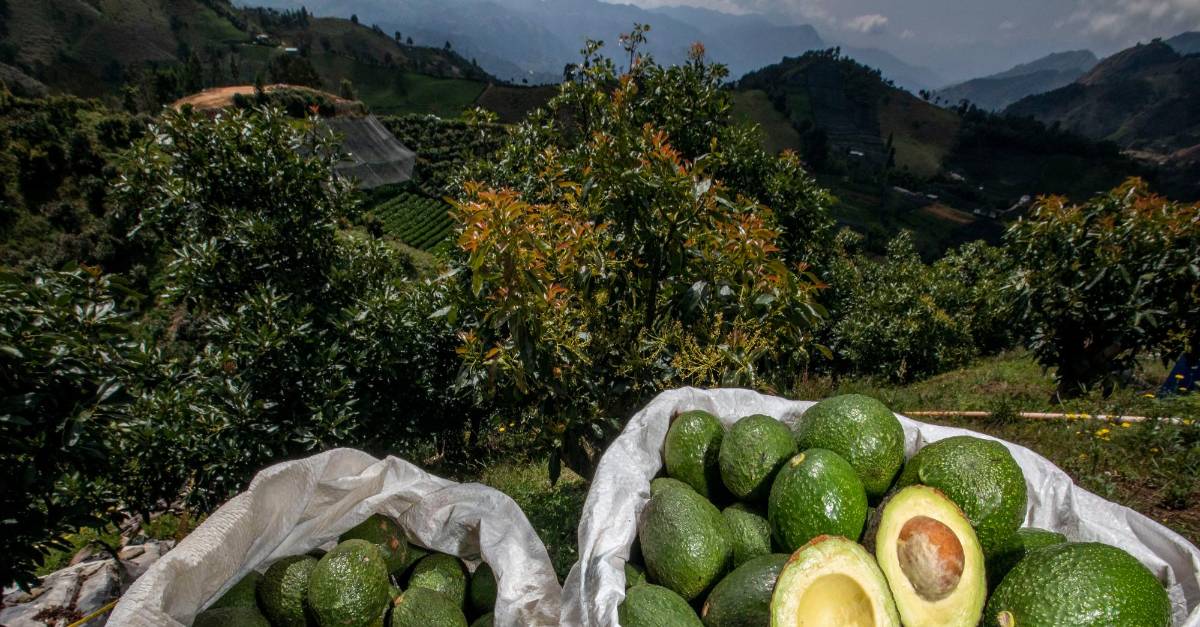 "Colombian Fresh Fruits Global Growth and Potential for Export" Archyde