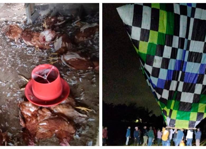 Así quedaron los animales tras las fuertes explosiones derivadas del globo lanzado en una vereda vecina. FOTO: Cortesía.