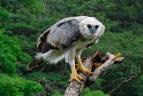 Este año se registro por primera vez un nacimiento de águila arpía menor en Colombia. Mateo Giraldo hace parte del equipo que está monitoreando este nuevo pichón. Foto Cortesía Proyecto Grandes Rapaces Colombia.