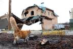 Muchas mascotas han sobrevivido al abandono y a la guerra en Ucrania. FOTO GETTY