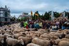 La Fiesta de la Trashumancia es un evento tradicional con miles de ovejas llenando las principales vías de la capital española. Foto Getty