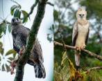 De izquierda a derecha, Mateo Giraldo, director del Proyecto Grandes Rapaces Colombia, Yulisa Navarro, bióloga Sociedad Ornitológica de Córdoba y Diego Polo, el custodio de nuevo pichón de águila arpía menor. FOTO Cortesía