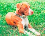 Un menor de cinco años murió tras sufrir fuertes mordeduras de cuatro perros pitbull sin bozal. Foto de referencia: Colprensa