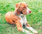 Un pitbull tomando el sol. Foto: Colprensa