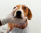 Ángel, el perro rescatado por la organización Mi mejor amigo. Foto Ángel Jhon Munévar