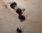 Hormigas Polyrhachis femorata fingiendo la muerte. Foro Europa Press