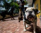 Rocky sufrió maltratos y fue abandonado, lo que le provocó estrés, ansiedad y agresividad. FOTO julio César herrera