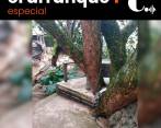 ¿Por qué se caen los árboles de la zona urbana de Medellín?