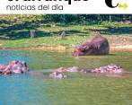 Diez hipopótamos de Nápoles serán embarcados hacia México
