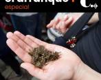 Consumo y comercialización del cannabis: a dos debates de ser ley