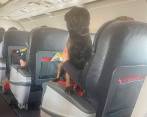 El gobierno turco tuvo este gesto con los peludos en señal de agradecimiento por la labor que cumplieron en el rescate de cuerpos y personas heridas tras el terremoto. FOTO: TOMADA DE REDES SOCIALES 