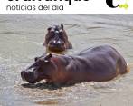 Dos países quieren 70 hipopótamos de Puerto Triunfo