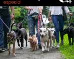 ¿Qué pasa con las mascotas en temporadas de alto calor?