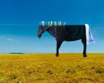 Helga Stentzel es la creadora de estas obras llamadas surrealismo doméstico. Este caballo, hecho con ropa colgada, se llama Pegasus. Foto: Cortesía HS.