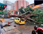 En 2023 van 107 árboles caídos en Medellín, ¿quién responde?