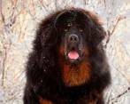 Mastín tibetano, la raza que le ofrecieron a la familia en China que terminó criando un oso. FOTO: SHUTTERSTOCK