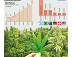 Los procesos con el Invima y el FNE para aprobar una certificación de exportaciones para productos de cannabis fitoterapéuticos pueden tardar entre dos y tres meses, lo que ha generado pérdidas considerables para el sector. Foto: Juan Antonio Sánchez