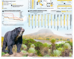 El cóndor andino sobre un freilejón, ambas especies se encuentran amenazadas. FOTO: COLPRENSA