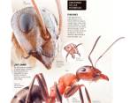 Más de 1.200 especies de hormigas habitan en Colombia. Más de 15.000 lo hacen en el mundo. Foto: EL COLOMBIANO