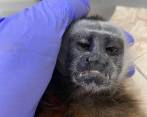 El rostro del primate reflejaría el sufrimiento que vivió antes de su muerte tras ser víctima de un ataque con arma de fuego. FOTO CORTESÍA CORNARE