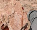 Tras el asteroide nació el bosque tropical