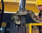 La serpiente fue encontrada en la casa de máquinas del proyecto. FOTO: TOMADA DE TWITTER @soydeituango