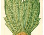 Espeletia grandiflora. Este es uno de los 23 dibujos de la Expedición de Mutis que puede ver en la exposición Mutis, la Expedición continúa. Foto: Real Jardín Botánico de Madrid.