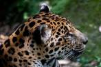 El jaguar es una especie protegida en el país. El llamado es a avisar a las autoridades competentes si se avista uno, pero nunca a hacerles daño. FOTO Jaime Pérez