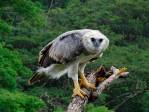 El águila arpía, una de las aves más grandes y poderosas del mundo habita en Colombia. Foto Cortesía Proyecto Grandes Rapaces Colombia.