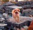 Como los perros y los gatos son depredadores, la evolución hizo que sus sentidos se desarrollaran en mayor medida. Foto: Sstock