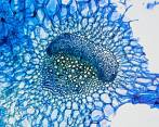 Cada microfotografía mide 1 milímetro: esta es de un tallo de apio. Foto: ShutterStock