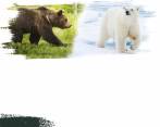 La mezcla entre el oso grizzly y el polar ha vuelto a generar debate internacional. En Colombia un ejemplo claro es la mula. FOTO Stock
