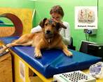 El estudio se logró poniendo electrodos de manera no invasiva a los perros que participaron en el estudio. Foto: Sinc-Huba Eleőd