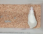 Esta es Sima, la rata que superó la edad máxima de su especie y podría ser la clave para el rejuvenecimiento. FOTO: CORTESÍA