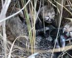 El proyecto plantea la reintroducción durante los próximos cinco años 50 ejemplares de guepardo. FOTO: Twitter