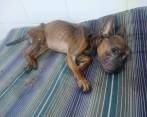 Estremecedor caso de maltrato animal en Medellín: una mascota fue arrojada viva a un camión de la basura