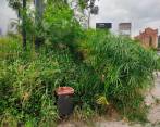 Esta canastilla de basura está prácticamente tapada por los arbustos. FOTO JAIME PÉREZ