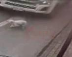 Este es el momento en que la canina es atropellada por el vehículo, accidente del que milagrosamente logró sobrevivir. IMAGEN CAPTADA DE VIDEO