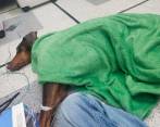 Esta es Blondie cuando es atendida en la veterinaria tras sufrir el envenenamiento que la llevó a la muerte. FOTO CORTESÍA