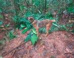 Ulises encontró el refugio improvisado que construyeron los niños para pasar la noche en la selva. FOTO: Cortesía.