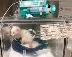 La pequeña ejemplar felina avanza en su recuperación, aunque ha tenido altibajos. FOTO CORTESÍA