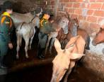 Luego de un registro las autoridades encontraron en el lugar los restos de tres caballos sacrificados así como 11 más en pie. FOTO: Cortesía.