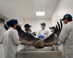 Los tres ejemplares fueron entregados a tres instituciones para más investigación. Foto: Cortesía Uniremington