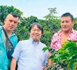 <p>El café en el sur del Tolima dinamiza la economía. FOTO </p><p><b>cortesía</b></p>