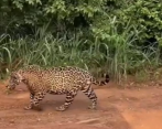 Se una de las especies en Colombia que podría llegar a encontrarse en peligro de extinción. FOTO Captura del video publicado en Instagram por Parques Nacionales Naturales. 
