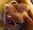 Investigadores de las universidades Warwick y Sheffield aseguran tener la respuesta a la gran incógnita acerca de la historia de la gallina. Foto: Archivo EC