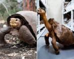 Encontraron tortuga Fernanda en isla Galápagos que se creía extinta hace 100 años. Fotos: Academia de Ciencias de California y Galapagos Conservancy
