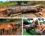 Según el gobernador de Antioquia, en el marco del paro han tumbado más de 20 árboles. FOTOS Manuel Saldarriaga
